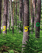 FORESTRY AND SPORTS MARKING